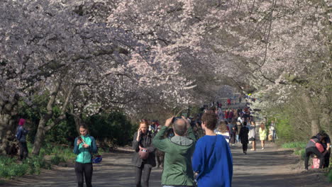 Menschen-Fotografieren-Kirschblütenbäume-Im-Central-Park,-N.-Chr