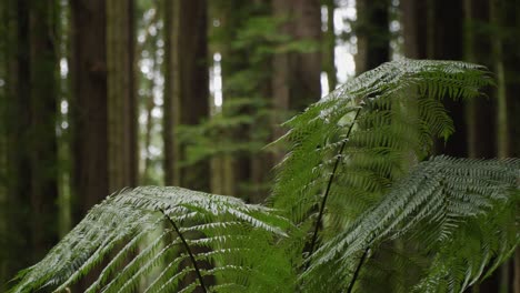Swaying-fern-tree-in-a-forest,-close-up