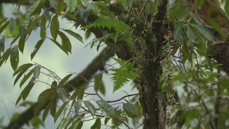 Spießschwanz-Papageienfink,-Der-Kleine-Vogel-Fliegt-Auf-Das-Nest-Zu