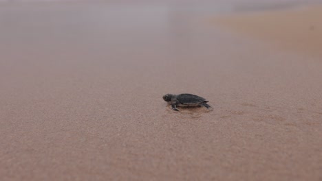 newborn-turtle-with-seconds-of-life--4K---shot-on-canon-R5