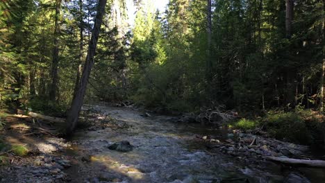 Flacher-Fluss,-Der-Tagsüber-In-Montana-Im-Dichten-Wald-Fließt