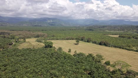 Multiple-palm-oil-plantations-in-front-of-a-stunning-mountain-range-backdrop-in-Puntarenas,-Costa-Rica