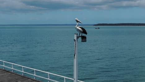 Isolated-pelican-perched-on-Urangan-pier-lamp,-Hervey-Bay-in-Queensland,-Australia