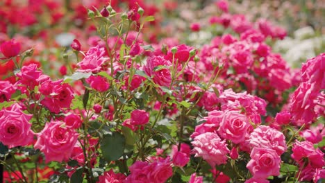 Hermosas-Rosas-De-Colores-Brillantes-En-El-Jardín-En-Un-Cálido-Día-Soleado-4k