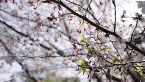 Kirschblütenbaum-In-Japan,-Ruhiger-Warmer-Frühlingstag-Im-April-4k
