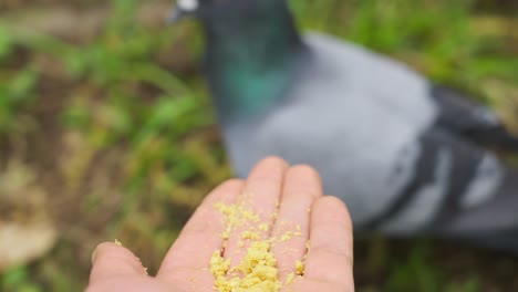 Tame-pigeon-eats-food-from-person's-hand,-shallow-depth-of-field