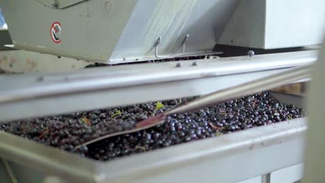 Destemmed-red-grapes-stacked-in-the-sorting-area,-removed-with-shovel,-wine-process