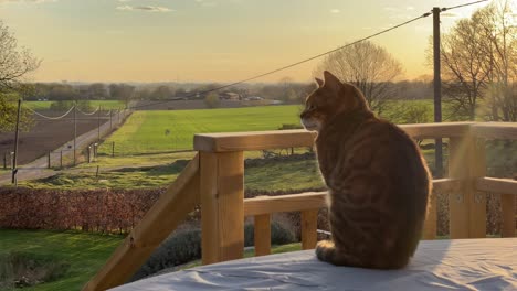 Katze-Genießt-Den-Wunderschönen-Sonnenuntergang