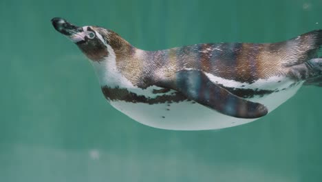 Pingüino-Magallánico-Adulto-Nadando-En-El-Acuario-Con-Agua-Fría