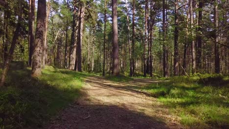 Wild-pine-forest-with-green-moss-under-the-trees,-slow-aerial-shot-moving-low-between-trees-on-a-sunny-and-calm-spring-day,-pathway,-low-angle-drone-view-moving-forward