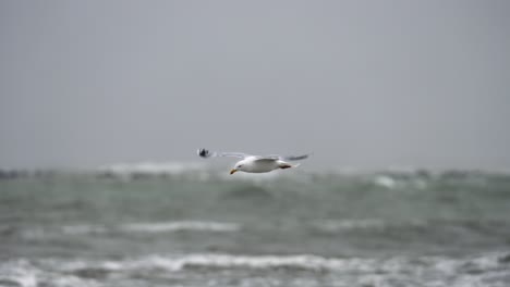 Seagull-bird-struggling-to-fly-against-heavy-wind,-stormy-sea-in-background