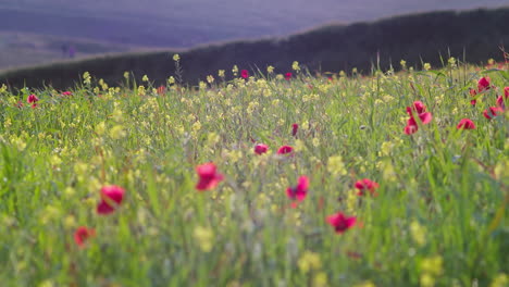 Mohnfeld-Und-Gelbe-Rapsblüten-Wiegen-Sich-An-Einem-Sonnigen-Tag-In-Einer-Sanften-Brise,-West-Pentire,-Cornwall,-England-–-Rack-Fokus-Aufnahme