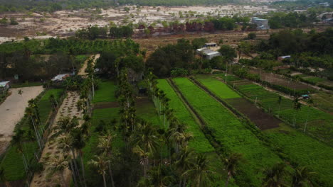 Lush-and-green-agriculture-farm-surrounded-by-desert-area,-aerial-view