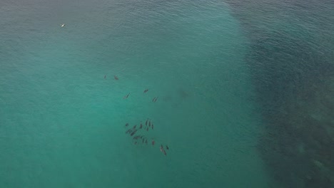 Einsamer-Paddelboarder-Beobachtet-Eine-Herde-Delfine,-Die-Im-Hawaiianischen-Meer-Herumtollen