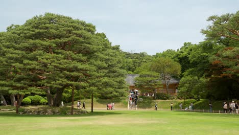 Mehr-Als-300-Jahre-Alte-Kiefer-Mitten-Im-Präsidentenpark-In-Cheong-Wa-Dae