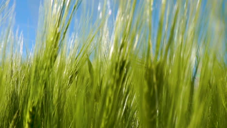 Close-up-shot-of-fresh-green-wheat-grain-crop-on-a-bright-sunny-day