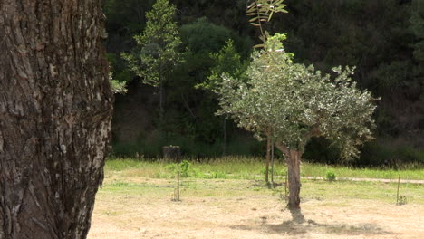 Kleiner-Olivenbaum,-Zwischen-Den-Bergen,-Wo-Andere-Große-Bäume-Vorherrschen
