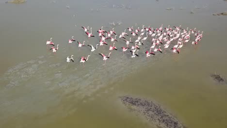 Overhead-Shot-Of-Group-Of-Pretty-Flamingos,-Green-Nature-Background,-Oroklini-Lake,-Cyprus