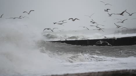 Medium-shot-of-sea-gulls-flying-over-the-violent-waves-of-a-storm-driven-by-climate-change-and-warmer-weather-on-the-coast-of-Maasvlakte,-Rotterdam,-Netherlands,-Slow-motion