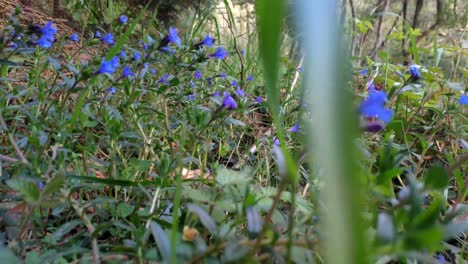 Feld-Bedeckt-Mit-Der-Wildblume-Ruellia-Tuberosa-Und-Ihren-Blumen,-Die-Unter-Einem-Eichenwald-Auf-Dem-Wanderweg-In-Der-Nähe-Des-Flusses-So-Wachsen