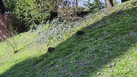 Two-nutrias-or-coypus-eat-green-grass-in-city-residential-public-park-area,-low-angle-ground-surface-pov
