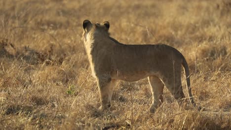 Beautiful-young-male-lion-walking-and-tripping-in-golden-light,-Mashatu-Botswana