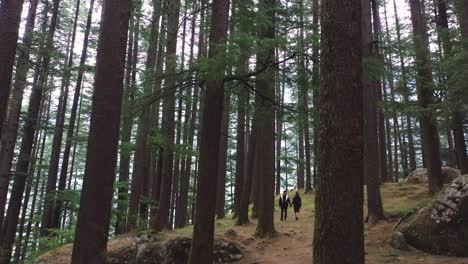 Aerial-shot-of-a-couple-walking-in-between-the-pine-tree-forest-in-Manali