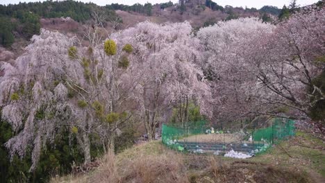 Riesige-Sakura-Bäume-In-Der-Landschaft-Japans