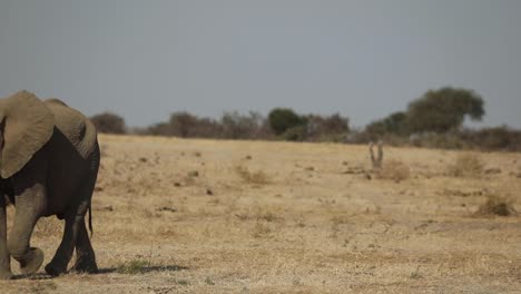 Wide-shot-of-a-young-elephant-walking-out-the-frame,-Mashatu-Botswana