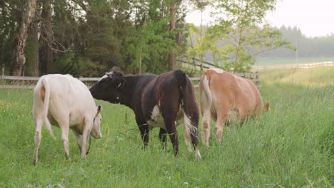 Vaca-Lamiendo-Otra-Vaca-En-Un-Campo-De-Hierba-En-Una-Tarde-De-Verano