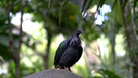 Elegante-Pájaro-Negro-Contra-El-Bosque-Verde