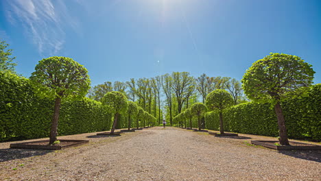 Static-shot-of-a-lady-walking-on-gravel-pathway-in-the-city-park-among-trees-with-lush-foliage-on-a-sunny-day-in-timelapse