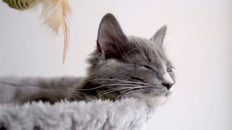 Porträt-Einer-Grauen-Katze-Mit-Gelben-Augen,-Die-Schlafen-Möchte
