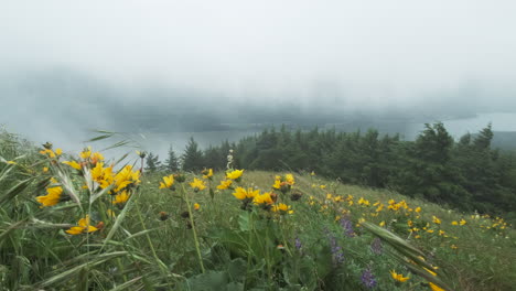 Yellow-wildflowers,-grass-blow-in-breeze-on-hillside-overlooking-Columbia-River