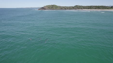Große-Tümmlergruppe,-Die-Unter-Der-Meeresoberfläche-In-New-South-Wales,-Australien,-Schwimmt,-Mit-Blick-Auf-Die-Landspitze-Und-Den-Strand-Im-Hintergrund