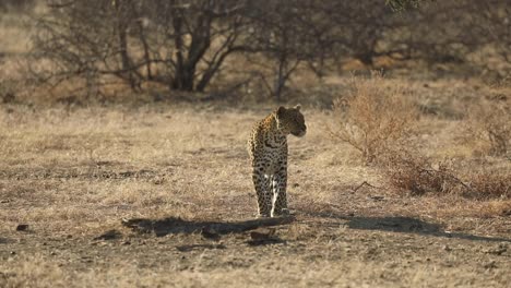 Wide-shot-of-a-leopard-walking-in-the-dry-grass-before-stopping-and-looking-to-the-side,-Mashatu-Botswana