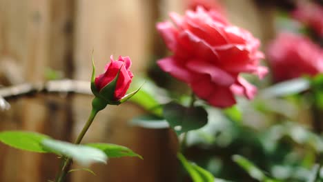 Selective-focus-on-small-young-pink-rose-with-large-rose-in-background,-close-up