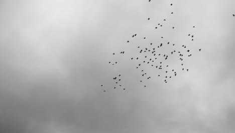 silhouette-of-flock-of-Common-starling-birds-at-gray-sky