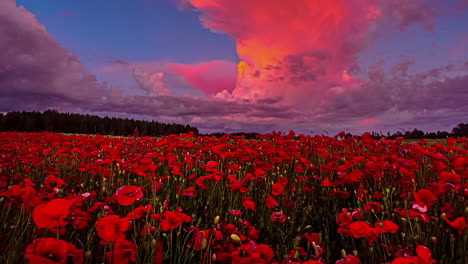 Bunter-Himmel-Und-Wolken-über-Den-Roten-Mohnblumenfeldern