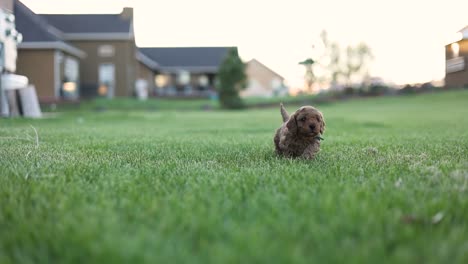One-Small-Newborn-Golden-Doodle-Puppy-Dog-Running-Solo-on-Grass---Slow-mo