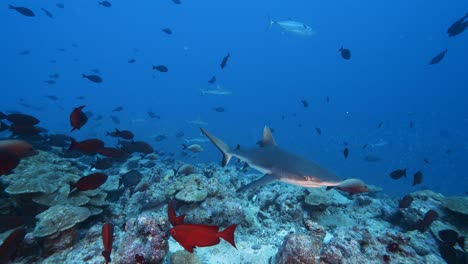 Grey-reef-shark-passing-through-a-school-of-goggle-eye-fish-and-snappers-at-the-tropical-coral-reef-of-the-atoll-of-Fakarava,-French-Polynesia---slow-motion-shot
