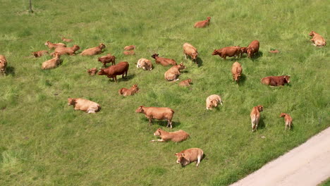 Aerial-view-showing-herd-of-brown-cows-grazing-outdoors-on-grass-field-during-sunlight-in-countryside