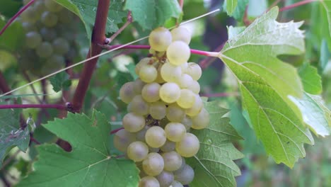 Juicy-white-grapes-hanging-on-vine-branch