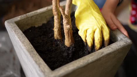 Handling-the-soil-in-the-pot-to-help-the-tree-grow-strong