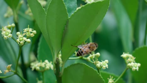 Wild-Honey-Bee-on-Euonymus-japonicus-blooming-bud---slow-motion