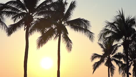 Silhouetten-Von-Kokospalmen-Vor-Goldenem-Sonnenuntergang-Am-Miami-Beach