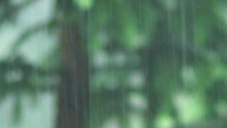 Heavy-Rainfall,-Green-Forest-Background