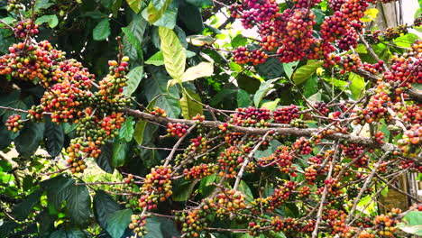 Statische-Nahaufnahme-Einer-Kaffeepflanze-An-Einem-Windigen-Tag-Mit-Frischer-Luft,-Bereit-Zur-Ernte-Für-Die-Produktion-Natürlicher-Bio-Kaffeebohnen