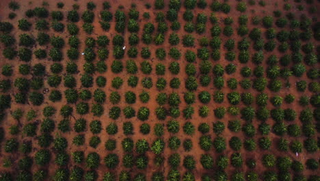 Rows-of-coffee-trees-on-plantation-in-Vietnam,-aerial-top-down