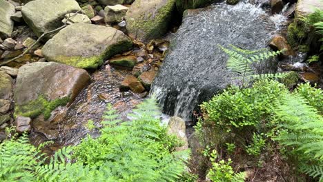 Slow-moving-woodland-stream-with-water-flowing-over-the-rocks
